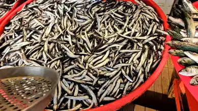Bandırma'da Balık Fiyatları Tavan Yaptı!
