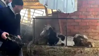 Balıkesir Burhaniye'de Hayvan Çiftliği Yandı!