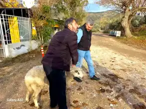 Balıkesir'de Koyun Kurtarıldı!