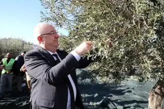 Yerel Yönetim Zeytin Hasadında Tam Gaz!