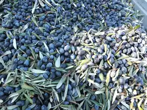 Edremit'te Kuraklık Zeytin Hasadını Vurdu