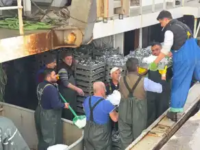 Erdek'te Hamsi Bereketi: Balıkçılar Ağlarını Dolu Çekti!