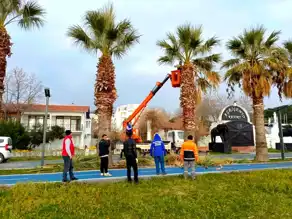 Erdek'te 25 Palmiye Ağacı Kurudu!