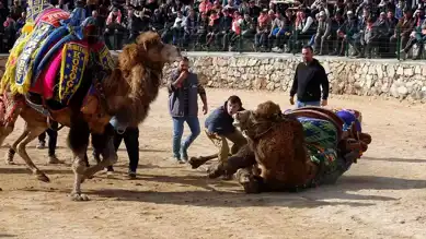 Havran'da Coşkulu Deve Güreşleri!