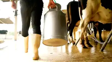 Çiğ Süt Fiyatı: Litre Başına 16,40 TL