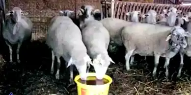Muğla'da Kadın Çiftçilere Koyun Yetiştiriciliği Eğitimi