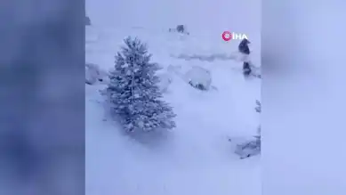 Kazdağları'nda Kış Uykusunda Olmayan Ayı Ailesi!