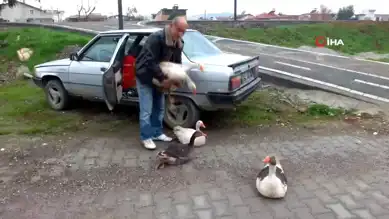 Komşularından Şikayet Alan Adam Kazlarını Doğaya Salıverdi