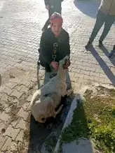 Edremit'te Kuyuya Düşen Koyun Kurtarıldı!