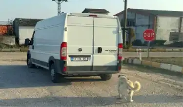 Köpek Sürükleyenlere Ağır Ceza