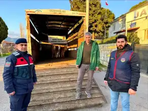 Manisa'da Çalınan 3 Buzağı Balıkesir'de Bulundu