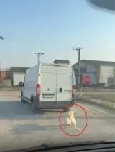 Köpek, Minibüsün Tamponuna Bağlı Halde Çekildi