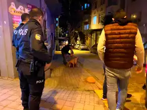 Bandırma'da Pitbull Saldırısı: Sokak Köpeği Yaralandı