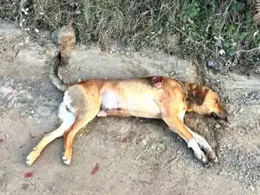 Yaralı Sokak Köpeğine Balıkesir'den Acil Müdahale