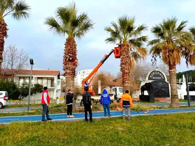 Erdek'te 25 Palmiye Ağacı Kurudu!
