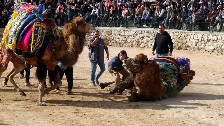 Havran'da Coşkulu Deve Güreşleri!