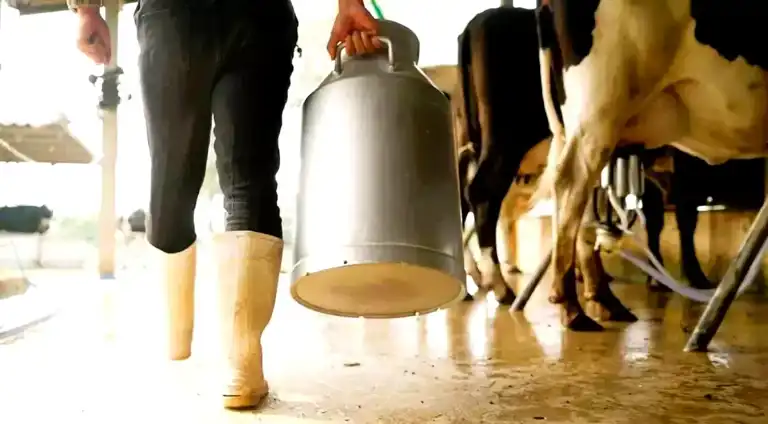 Çiğ Süt Fiyatı: Litre Başına 16,40 TL