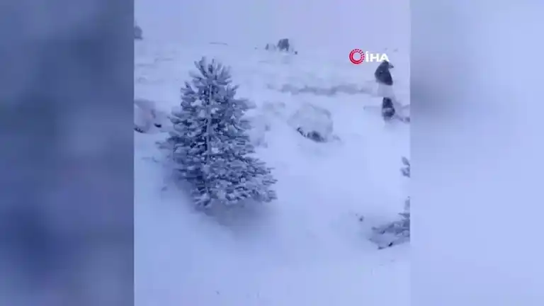 Kazdağları'nda Kış Uykusunda Olmayan Ayı Ailesi!