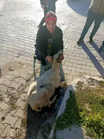 Edremit'te Kuyuya Düşen Koyun Kurtarıldı!