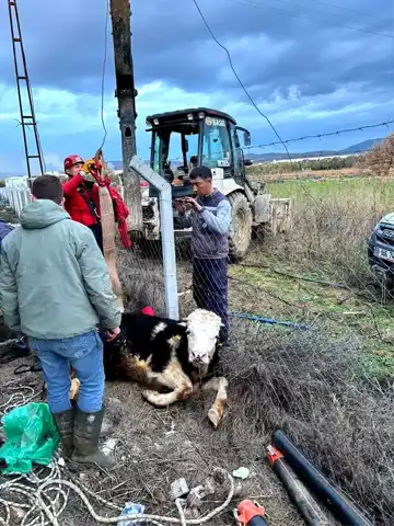 Kuyuya Düşen İnek Kurtarıldı!