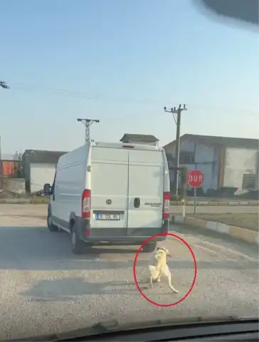 Köpek, Minibüsün Tamponuna Bağlı Halde Çekildi