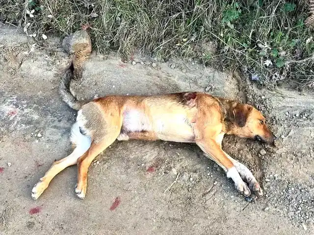 Yaralı Sokak Köpeğine Balıkesir'den Acil Müdahale