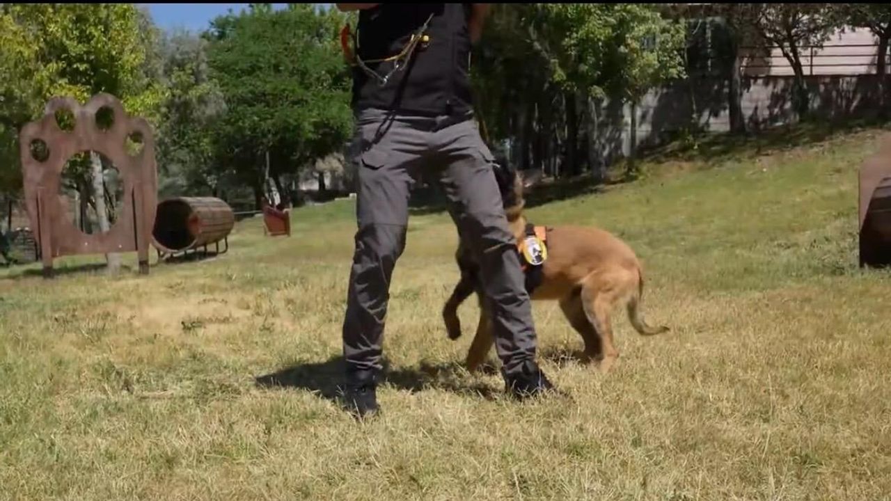K9 köpekleri