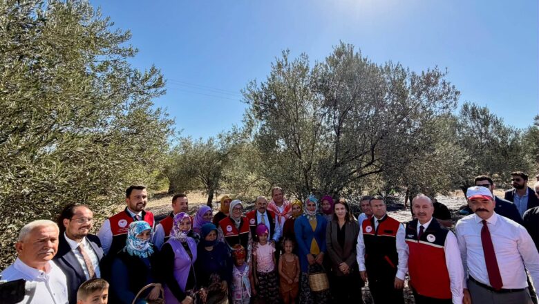 zeytin hasadı
